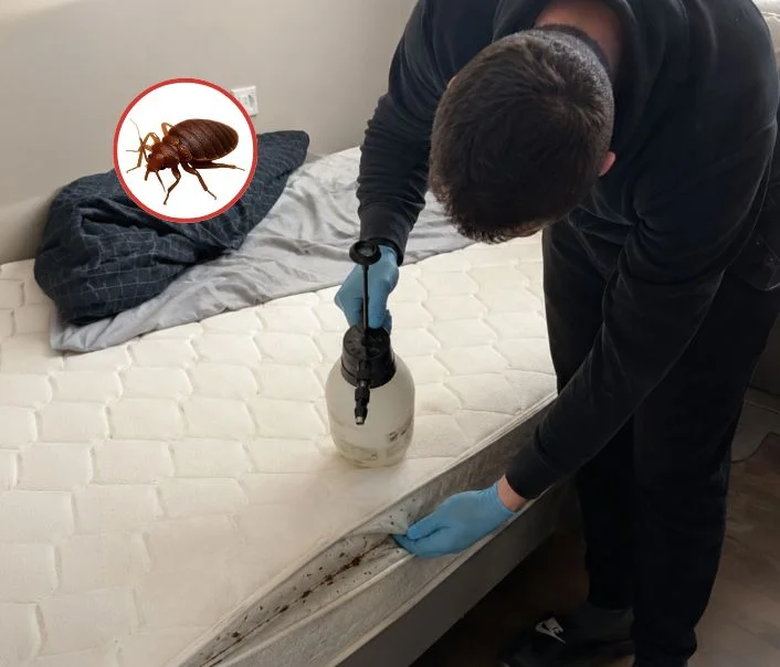 Technicien traitant un matelas contre les punaises de lit à Saint-Léger-en-Yvelines